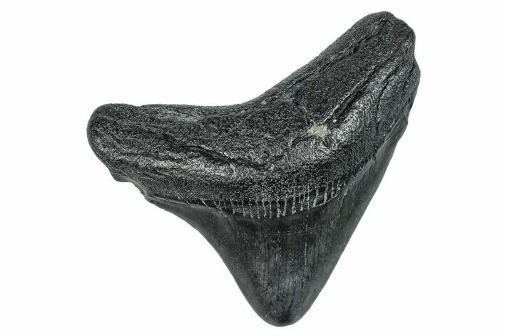 Posterior Juvenile Megalodon Tooth - South Carolina #277341